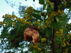 Paliurus spina-christi