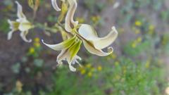 Gladiolus permeabilis permeabilis