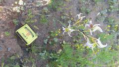 Gladiolus permeabilis permeabilis