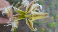 Gladiolus permeabilis permeabilis