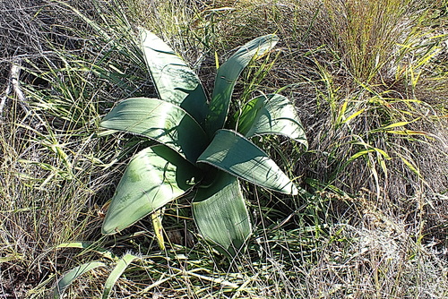 Image of Crossyne flava by no rights reserved
