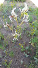 Gladiolus permeabilis permeabilis