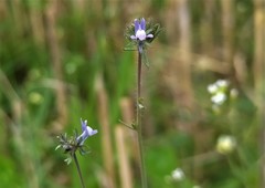 Linaria arvensis