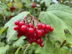 Viburnum opulus