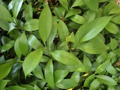 Ruscus hypoglossum