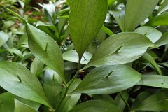 Ruscus hypoglossum