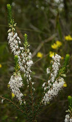 Erica sagittata