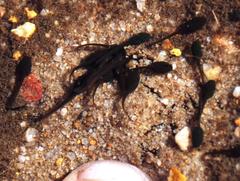 Vandijkophrynus angusticeps