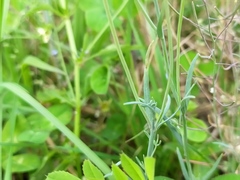 Linaria arvensis