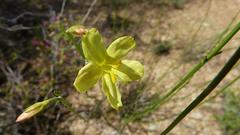 Menodora juncea