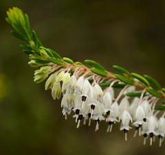 Erica sagittata