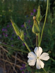 Silene latifolia