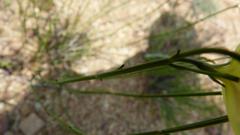 Menodora juncea