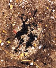 Vandijkophrynus angusticeps