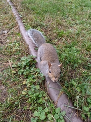 Sciurus carolinensis