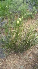 Menodora juncea