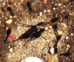 Vandijkophrynus angusticeps