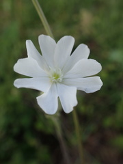 Silene latifolia