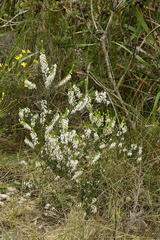 Erica sagittata