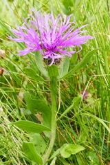 Centaurea nervosa