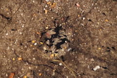 Vandijkophrynus angusticeps