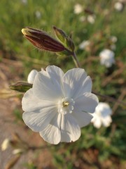 Silene latifolia