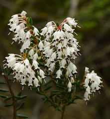 Erica sagittata