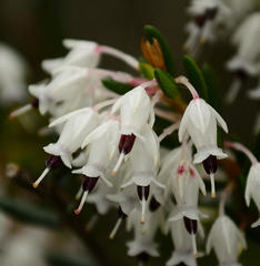 Erica sagittata