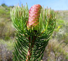 Leucadendron nobile