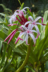 Crinum × amabile
