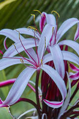 Crinum × amabile