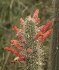 Cleistocactus baumannii