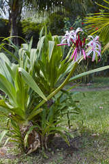Crinum × amabile
