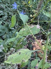 Campanulastrum americanum