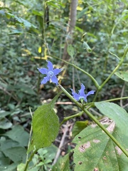 Campanulastrum americanum