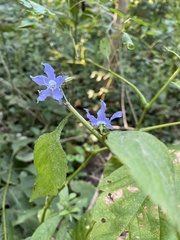 Campanulastrum americanum