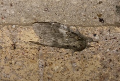 Peridea angulosa