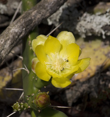 Opuntia rioplatense