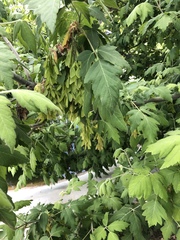 Acer negundo