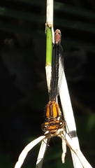 Pseudagrion furcigerum