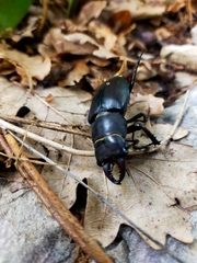 Lucanus tetraodon