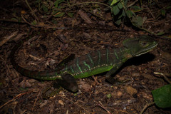 Basiliscus galeritus