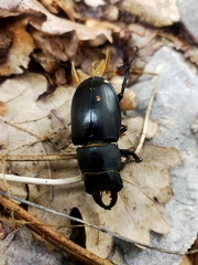 Lucanus tetraodon