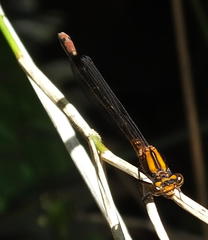Pseudagrion furcigerum