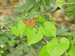 Junonia lemonias