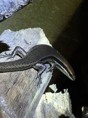 Marisora brachypoda