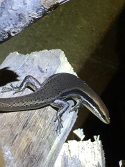 Marisora brachypoda