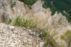 Carex mucronata