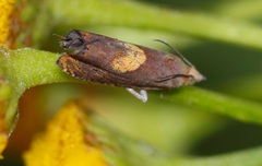 Dichrorampha alpinana