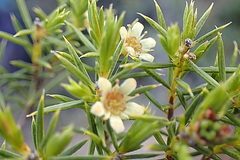 Diosma acmaeophylla